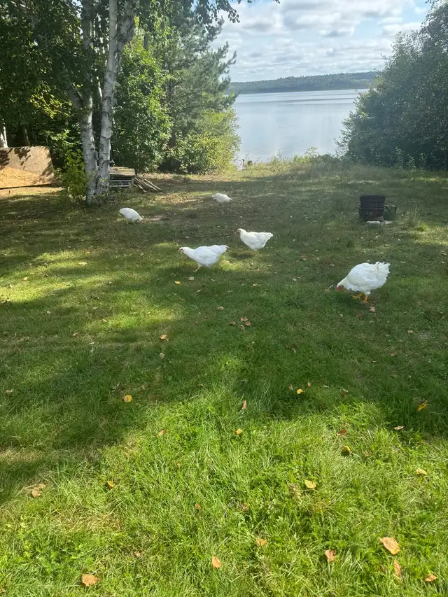 Ready to Lay Pullets