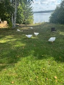 Ready to Lay Pullets