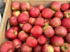 Pommes fraîches cueillies