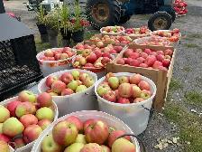 Pommes fraîches cueillies - Photo 2