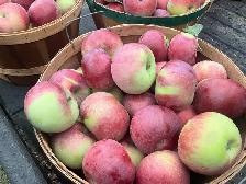 Pommes fraîches cueillies - Photo 3