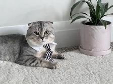 Scottish fold and straight kitten - Photo 8