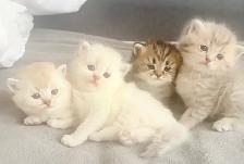 Purebred Scottish Kittens - Photo 5