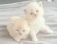 Purebred Scottish Kittens - Photo 6