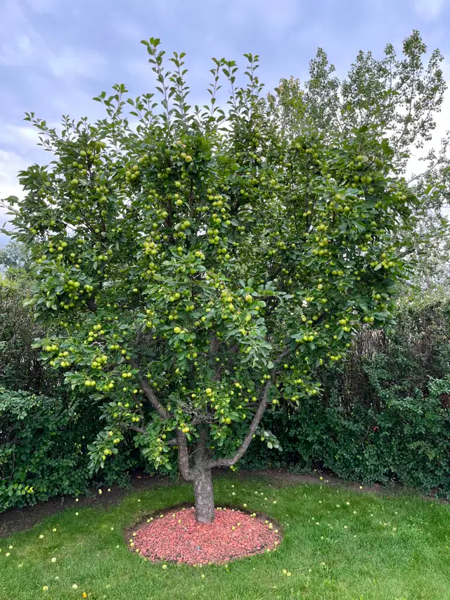FREE APPLES - YOU PICK - BALZAC