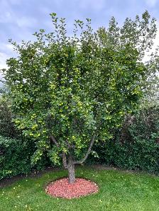 FREE APPLES - YOU PICK - BALZAC