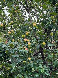 FREE APPLES - YOU PICK - BALZAC - Photo 2