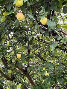 FREE APPLES - YOU PICK - BALZAC - Photo 3