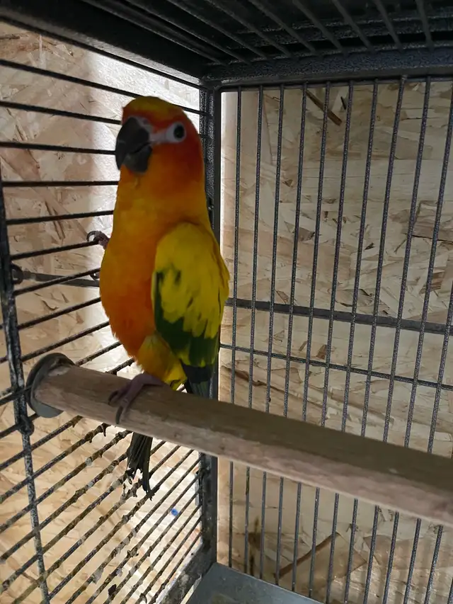 Sun conure female.