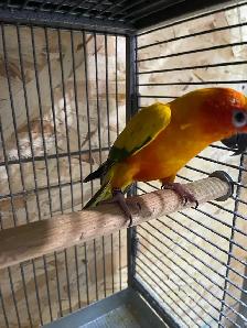 Sun conure female. - Photo 4