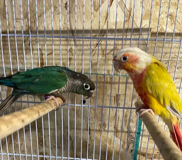 conure Sun cheeks males.