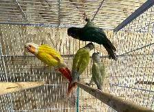 conure Sun cheeks males. - Photo 2