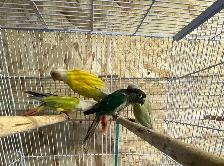 conure Sun cheeks males. - Photo 6