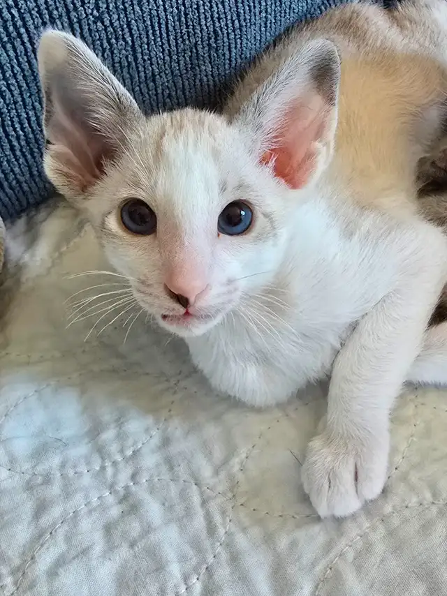 Chatons Orientaux