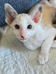 Chatons Orientaux