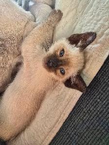 Chatons Orientaux - Photo 2