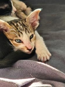 Chatons Orientaux - Photo 3