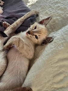 Chatons Orientaux - Photo 4