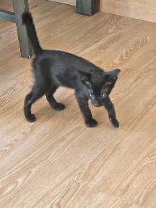 Chatons Orientaux - Photo 5