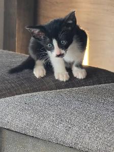 Chatons Orientaux - Photo 6