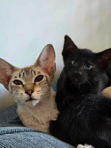 Chatons Orientaux - Photo 7