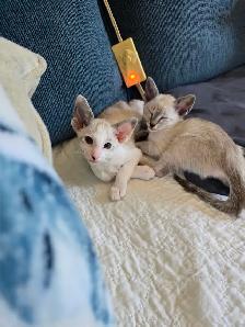 Chatons Orientaux - Photo 8