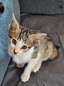 Chatons Orientaux - Photo 9