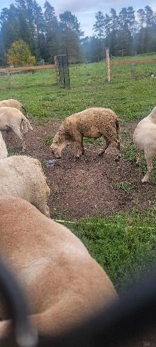 Katahdin Ram - Photo 2