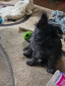 Adorable Furever Friends - Photo 2