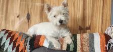 Adorable Furever Friends - Photo 3
