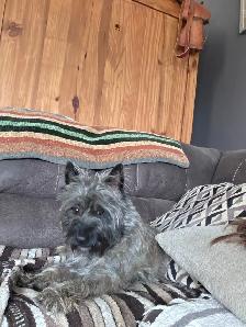 Adorable Furever Friends - Photo 4