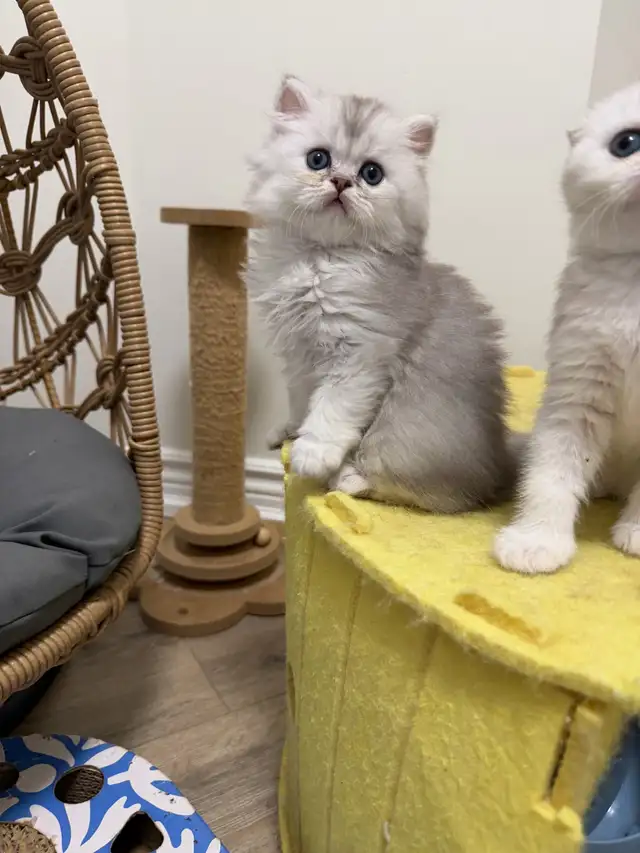 Scottish fold/straight kittens for sale