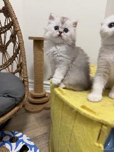 Scottish fold/straight kittens for sale