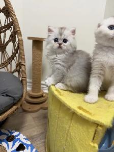 Scottish fold/straight kittens for sale - Photo 2