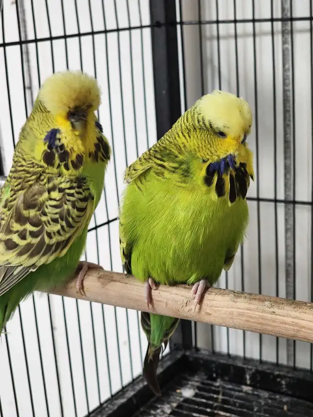 Gorgeous Yellow & Green English Budgie Pair