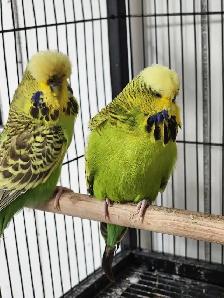Gorgeous Yellow & Green English Budgie Pair