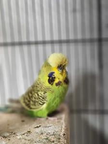 Gorgeous Yellow & Green English Budgie Pair - Photo 2