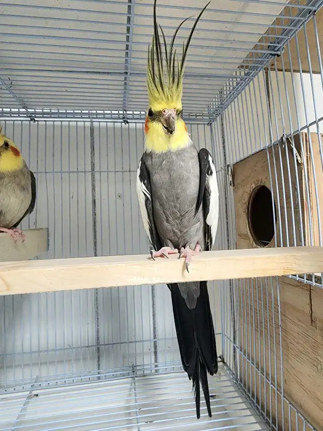 High-quality Male Cockatiel ready for breeding 2 years old