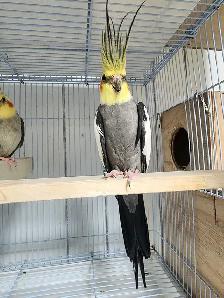 High-quality Male Cockatiel ready for breeding 2 years old