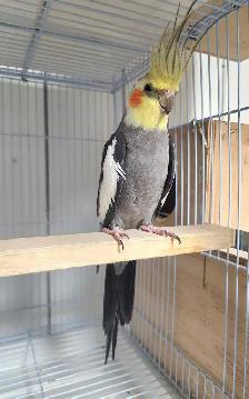 High-quality Male Cockatiel ready for breeding 2 years old - Photo 2