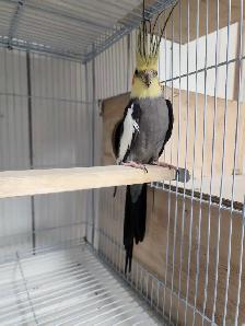 High-quality Male Cockatiel ready for breeding 2 years old - Photo 3