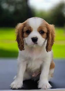 Cavalier king Charles puppy