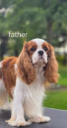 Cavalier king Charles puppy - Photo 3
