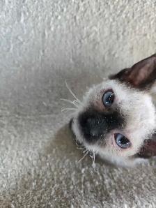 Sphynx/Rex Hypoallergenic Kittens