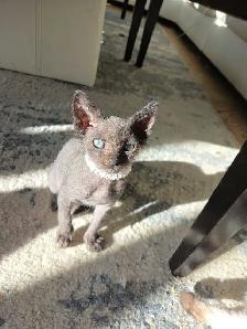Sphynx/Rex Hypoallergenic Kittens - Photo 2