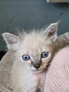 Sphynx/Rex Hypoallergenic Kittens - Photo 3