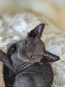 Sphynx/Rex Hypoallergenic Kittens - Photo 4