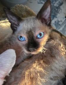 Sphynx/Rex Hypoallergenic Kittens - Photo 5