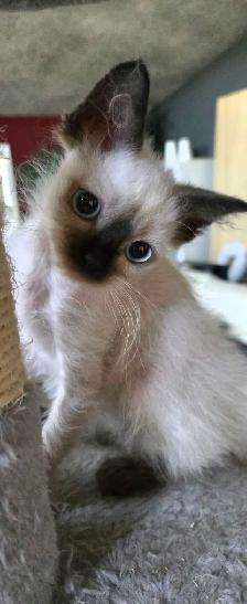 Sphynx/Rex Hypoallergenic Kittens - Photo 7
