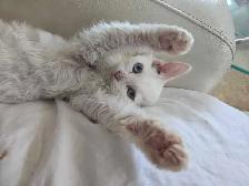Sphynx/Rex Hypoallergenic Kittens - Photo 8